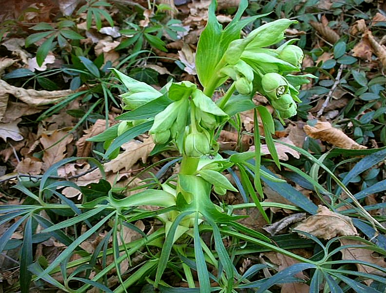 Helleborus foetidus / Elleboro puzzolente